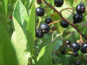 Wild huckleberries