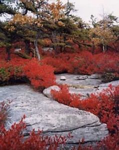 Wild Huckleberries