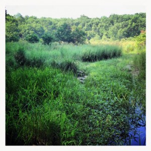 Plane crash in Harriman State Park near swamp