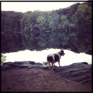 Rescue Dog in Harriman State Park Lake Kanawauke