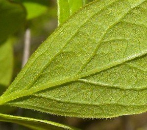 Huckleberry leaf with spots wild