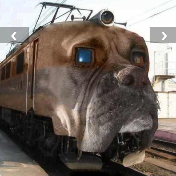 Can I Take My Dog on Metro-North Trains? - | My Harriman