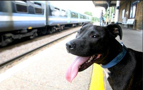 what amtrak trains allow dogs