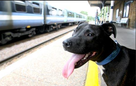 can i bring my dog on the train