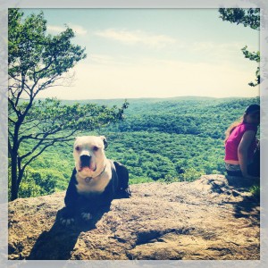 A dog takes a break on the Ramapo-Dunderberg trail on West Mountain. The Timp-Torne Trail and the R-D Trail may be combined for a loop hike that will take you all day, and afford you great views of the Hudson River and the New York City skyline.