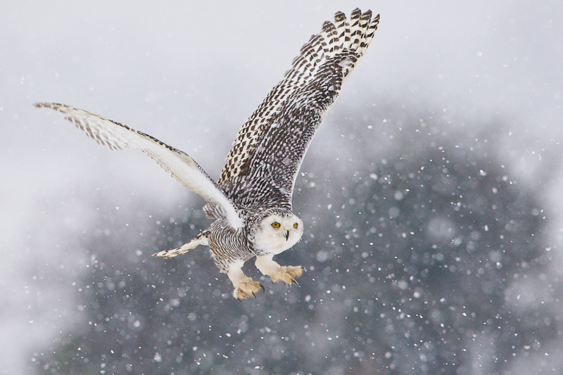 snowy-owl-flying-across-a-field-in-falling-snow.jpg