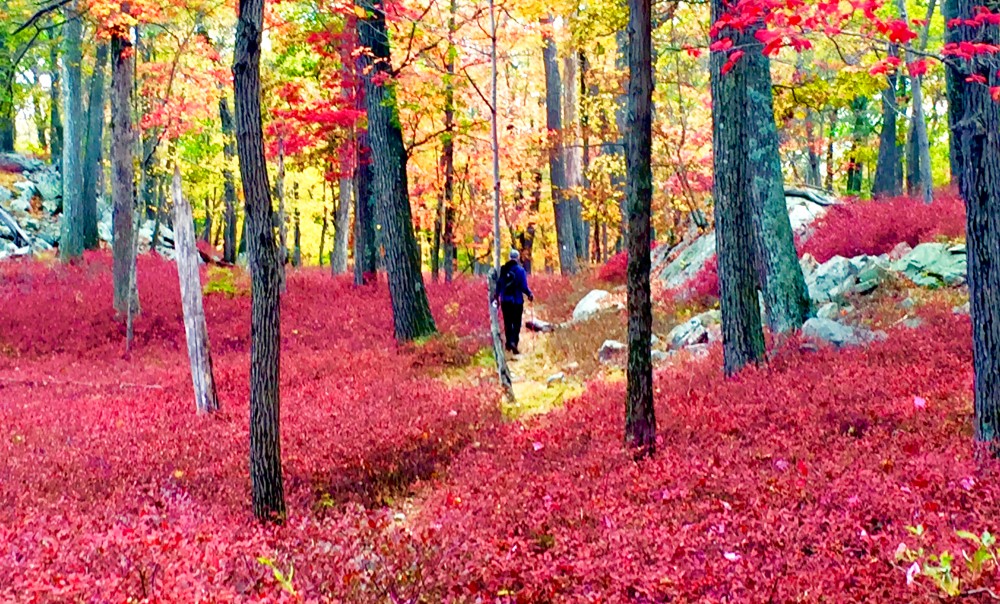 Brilliant blueberry bushes flame on along the Arden-Surebridge trail in Harriman.