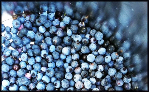 Huckleberries: Stalking the Wild Harriman Fruit