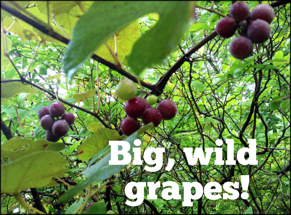 Giant Wild Grapes Near Lake Sebago Beach