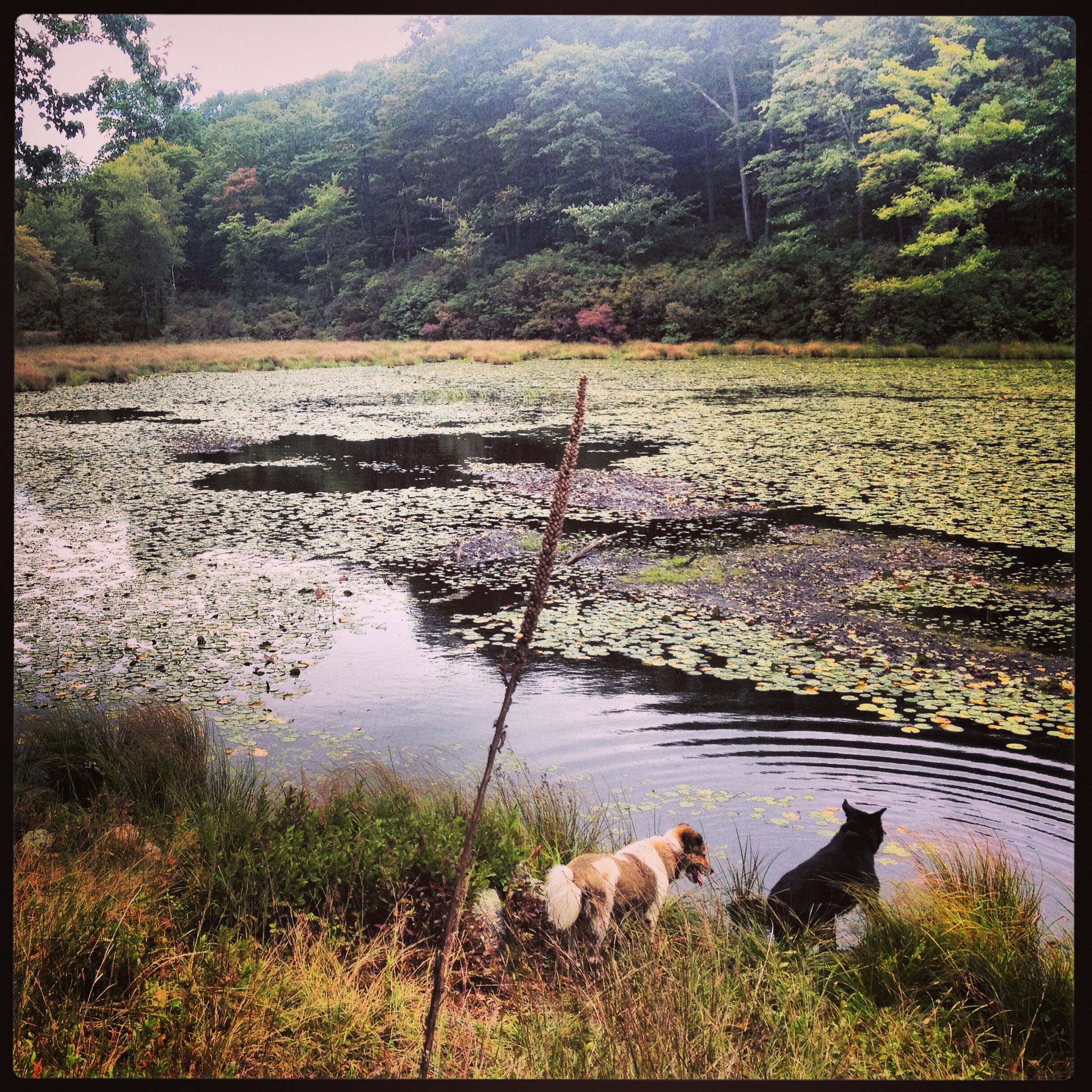 Stealth Camping #1: Lily Pond | Harriman State Park