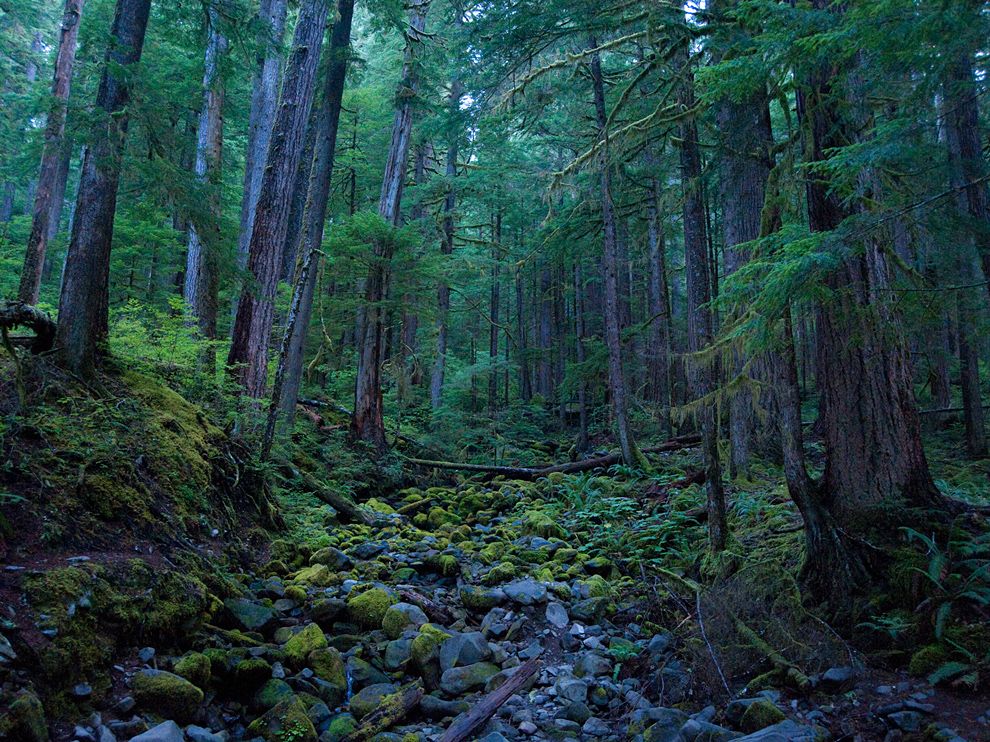 I Love a Hemlock Wood in Winter