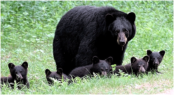 Have you Seen Bears in Harriman State Park?