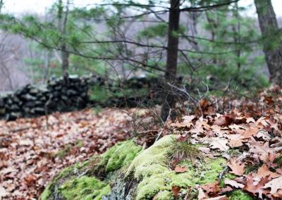 Moss, pine, oak and stone on trail.